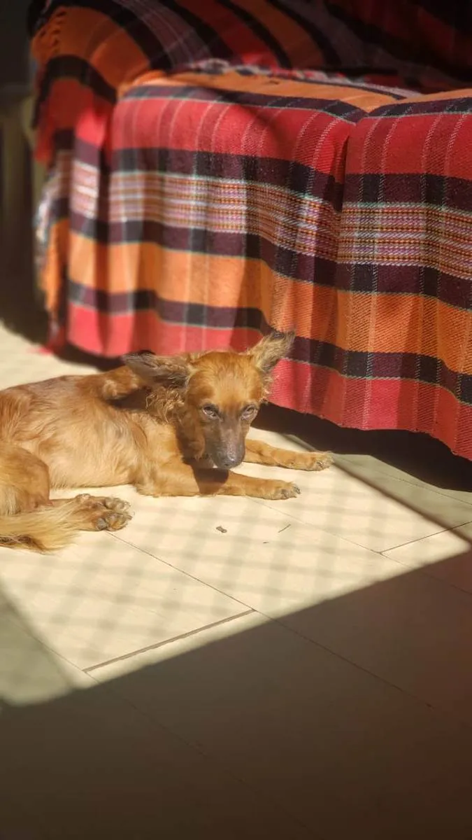 Cachorro ra a Não tem idade 5 anos nome Big