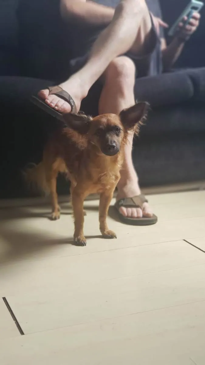 Cachorro ra a Não tem idade 5 anos nome Big