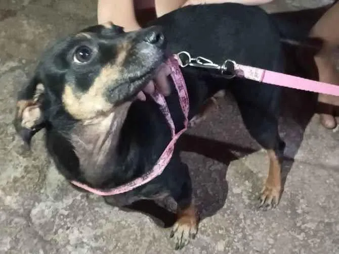 Cachorro ra a Picher mestiço  idade 1 ano nome Luna 