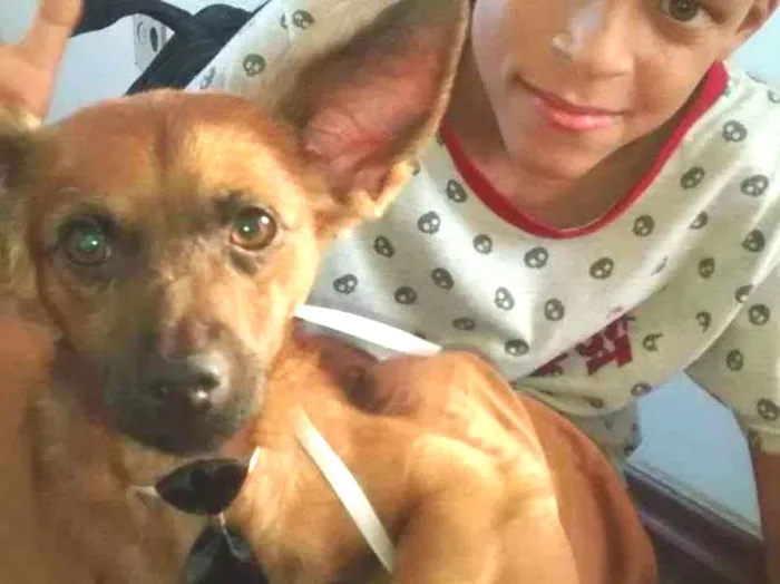 Cachorro ra a Não tem idade 5 anos nome Big