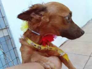 Cachorro raça Não tem idade 5 anos nome Big