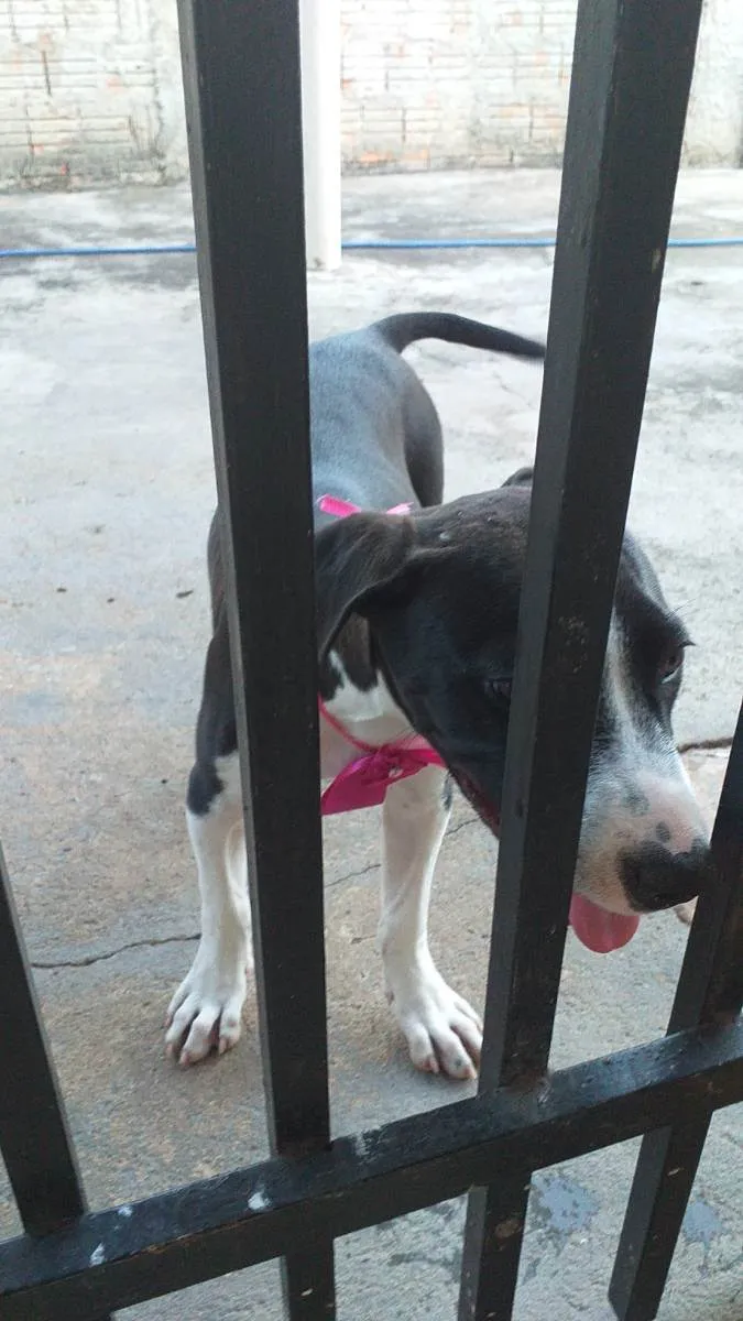 Cachorro raça Mestiço pitbull idade 1 ano nome Menina