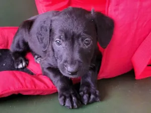 Cachorro raça Srd idade 2 a 6 meses nome LAILA