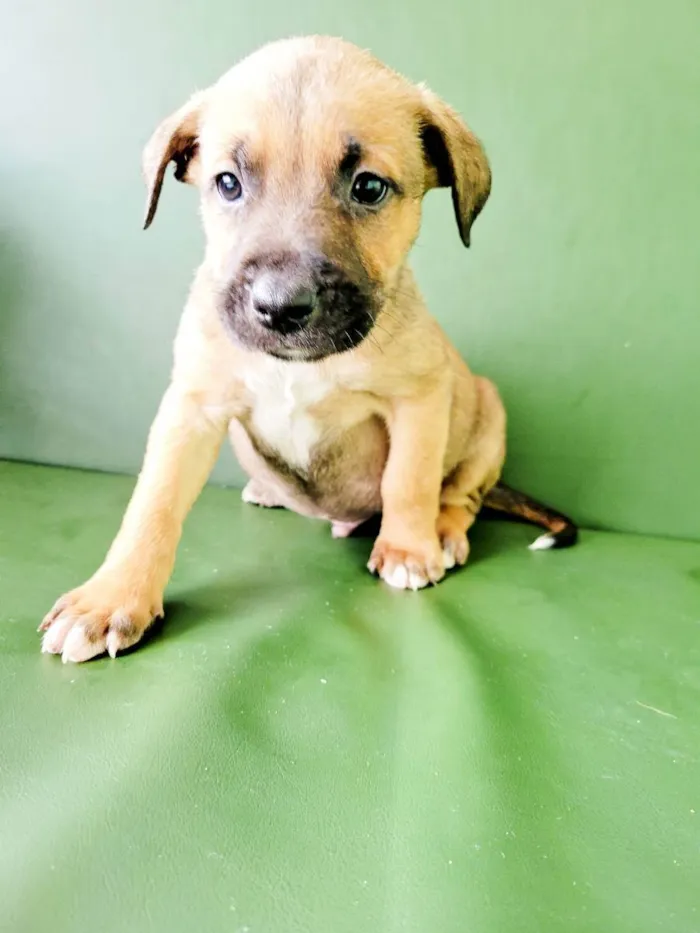 Cachorro raça Srd idade 2 a 6 meses nome JONNY