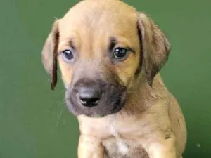 Cachorro raça Srd idade 2 a 6 meses nome BRUCE