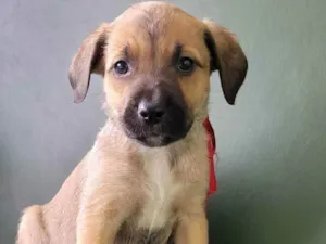 Cachorro raça Srd idade 2 a 6 meses nome DULCE