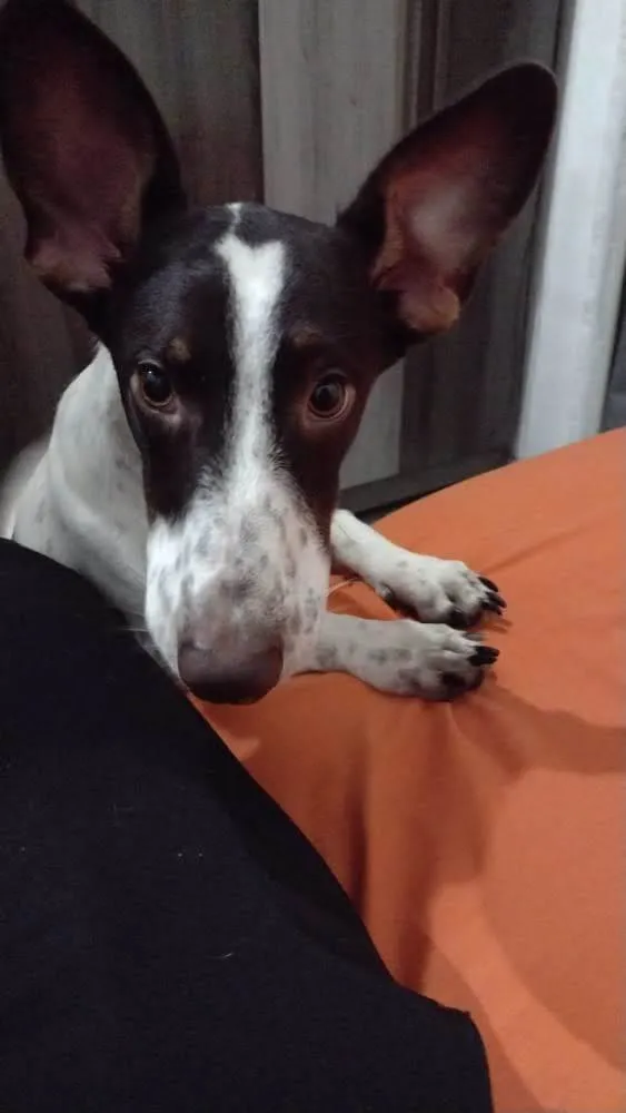 Cachorro ra a Sem raça definida idade 1 ano nome A