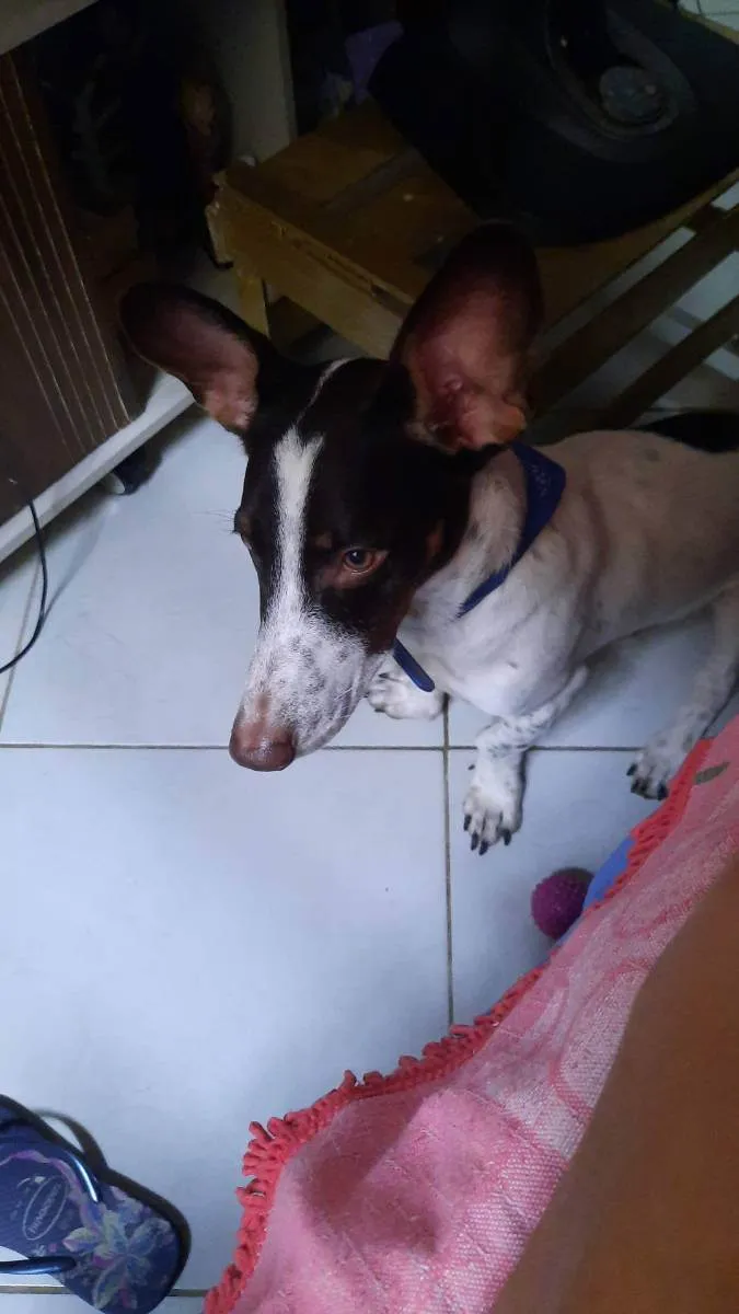 Cachorro ra a Sem raça definida idade 1 ano nome A