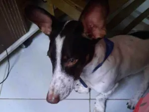 Cachorro raça Sem raça definida idade 1 ano nome A