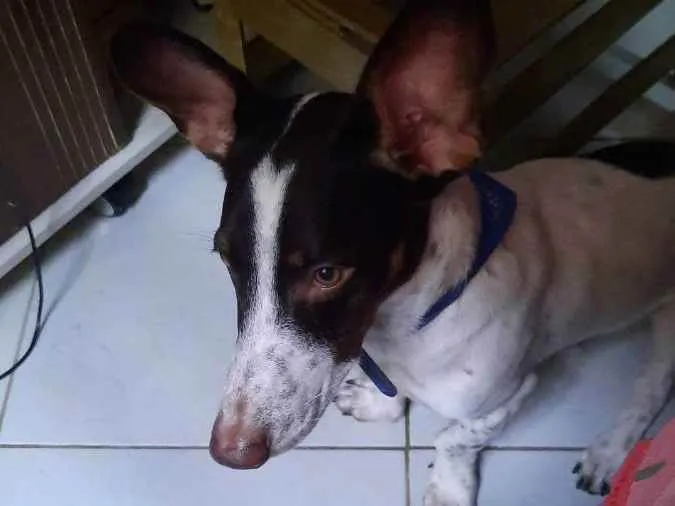 Cachorro ra a Sem raça definida idade 1 ano nome A