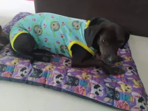 Cachorro raça SRD idade 1 ano nome Pretinha