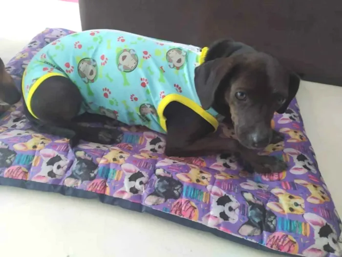 Cachorro ra a SRD idade 1 ano nome Pretinha