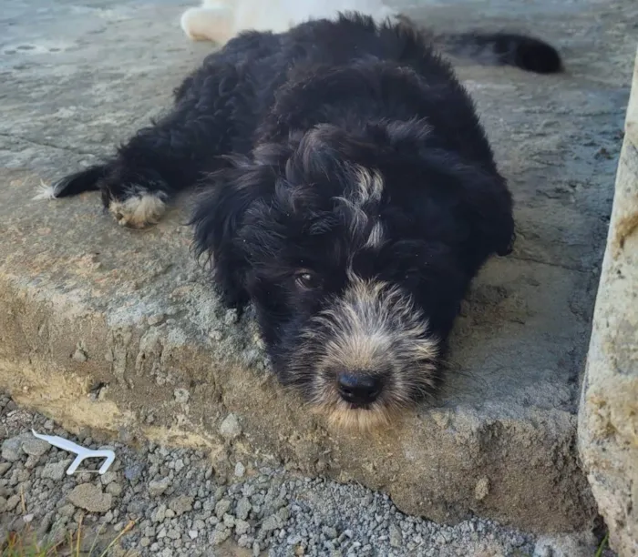 Cachorro ra a Poodle com vira lata idade 2 a 6 meses nome Shiva 