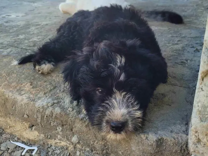 Cachorro ra a Poodle com vira lata idade 2 a 6 meses nome Shiva 