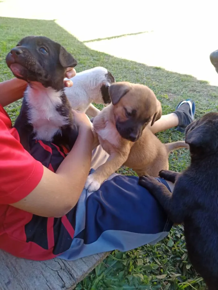 Cachorro ra a Vira lata idade Abaixo de 2 meses nome Não tem 