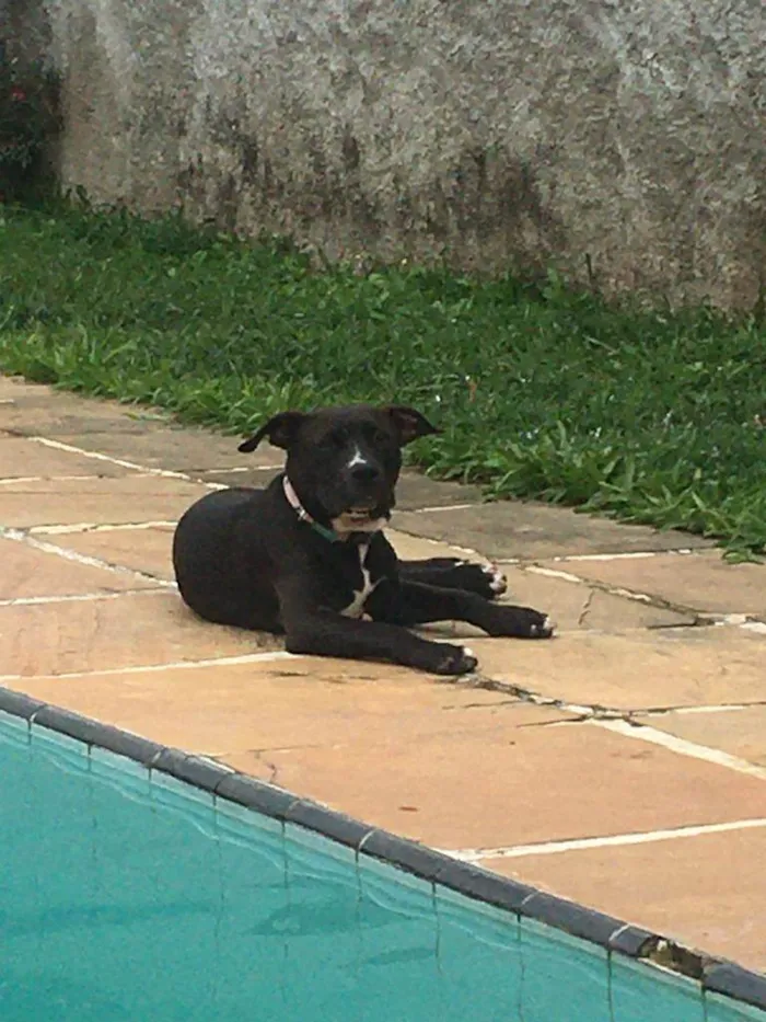 Cachorro raça American staffordshire terrier idade 7 a 11 meses nome Fred