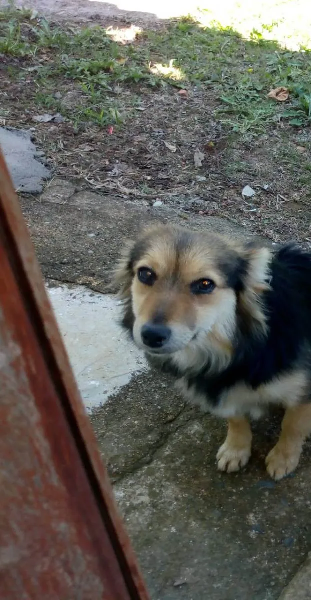 Cachorro raça N sei idade 3 anos nome Pantera 