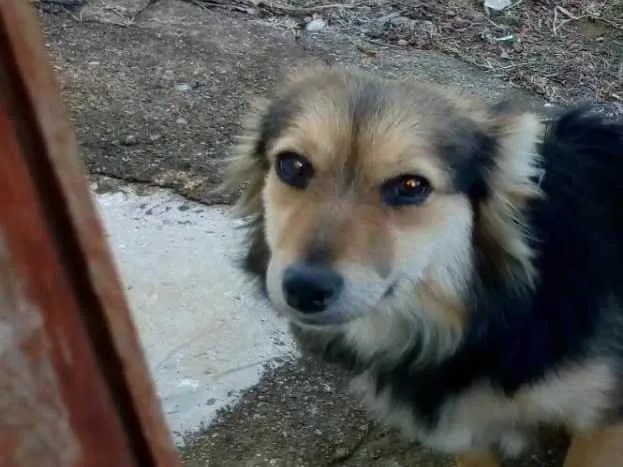 Cachorro raça N sei idade 3 anos nome Pantera 