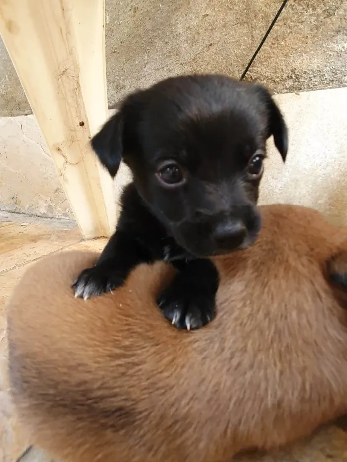 Cachorro raça Sem Raça definida idade Abaixo de 2 meses nome Babys