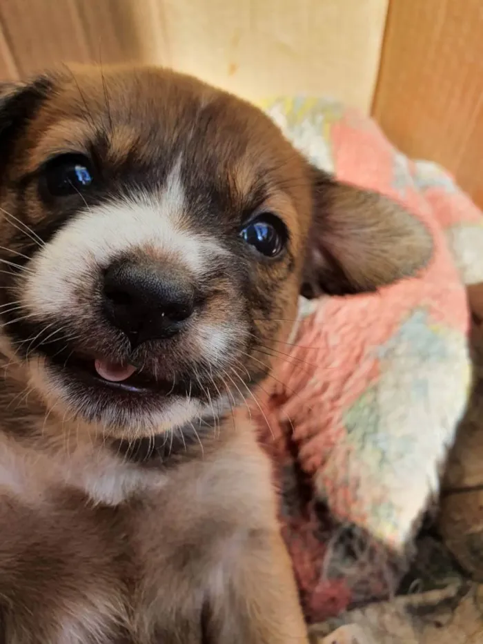 Cachorro raça Sem Raça definida idade Abaixo de 2 meses nome Babys
