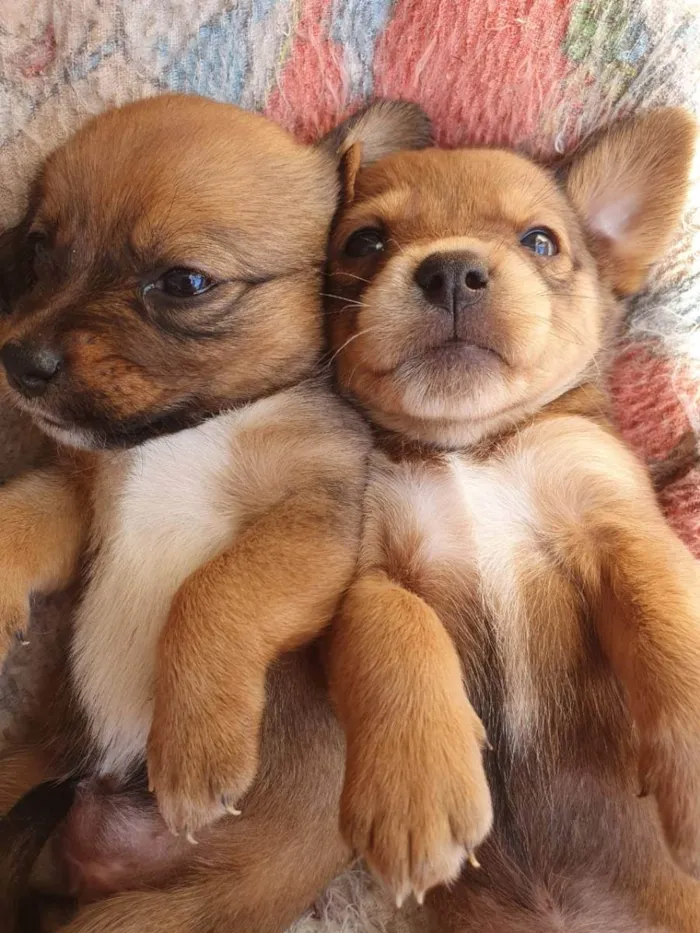 Cachorro raça Sem Raça definida idade Abaixo de 2 meses nome Babys