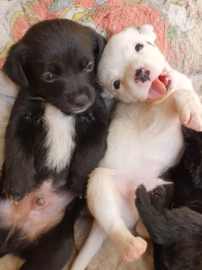 Cachorro raça Sem Raça definida idade Abaixo de 2 meses nome Babys