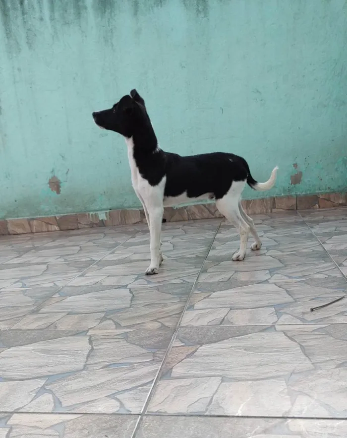 Cachorro ra a SRD  idade 7 a 11 meses nome Mário 