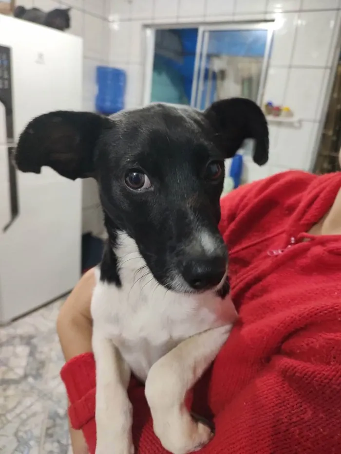 Cachorro ra a SRD  idade 7 a 11 meses nome Mário 