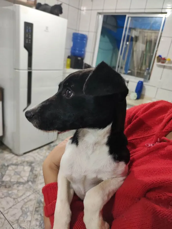 Cachorro ra a SRD  idade 7 a 11 meses nome Mário 