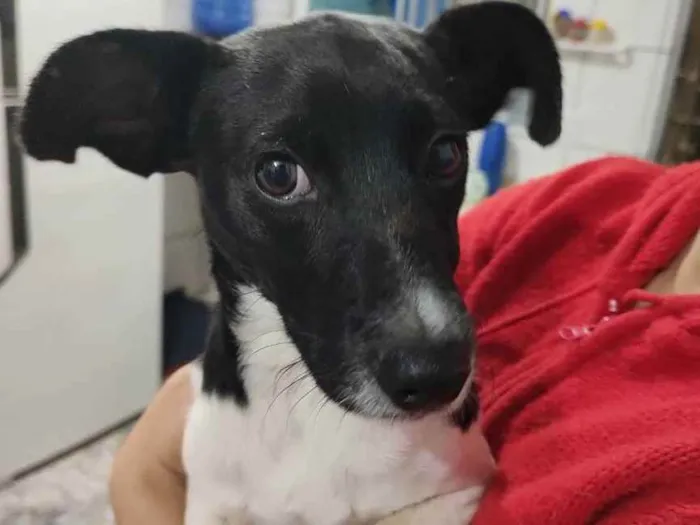 Cachorro ra a SRD  idade 7 a 11 meses nome Mário 