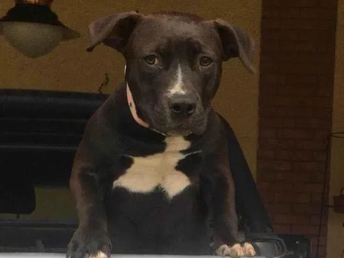 Cachorro raça American staffordshire terrier idade 7 a 11 meses nome Fred