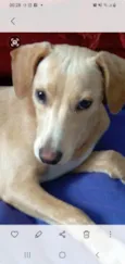 Cachorro raça Srd idade 2 a 6 meses nome Pandora