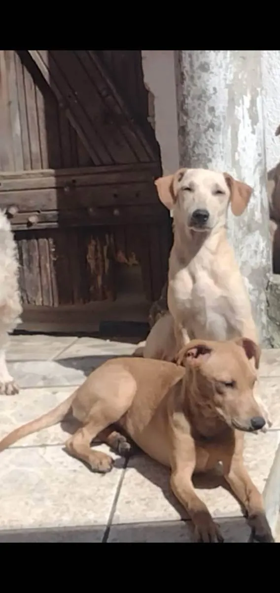 Cachorro ra a Srd idade 2 a 6 meses nome Lua
