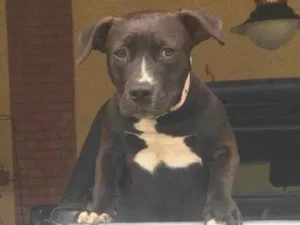 Cachorro raça American staffordshire terrier idade 7 a 11 meses nome Fred