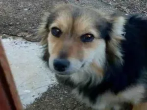 Cachorro raça N sei idade 3 anos nome Pantera 