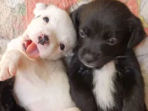 Cachorro raça Sem Raça definida idade Abaixo de 2 meses nome Babys