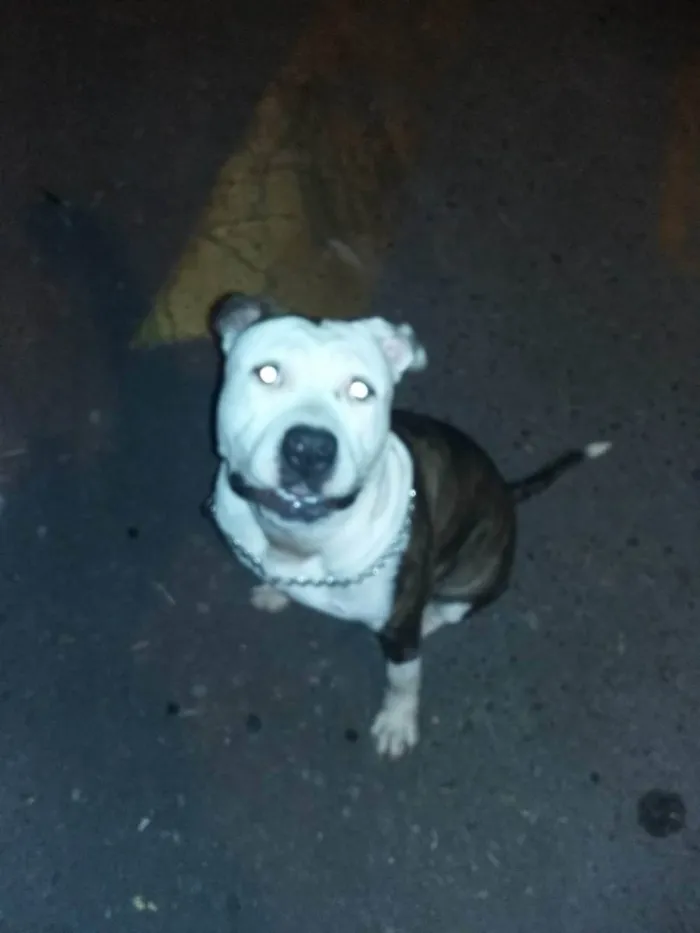 Cachorro ra a American staffordshire  idade 3 anos nome Locky
