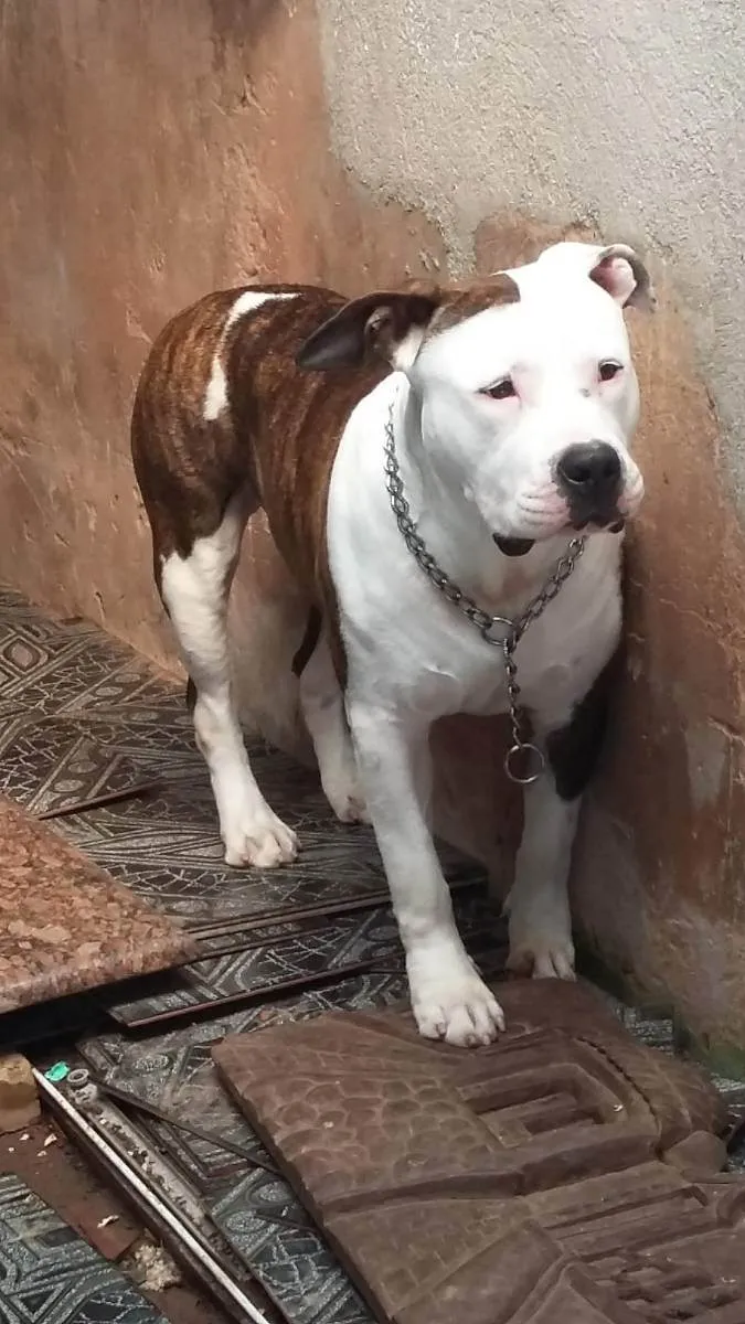 Cachorro ra a American staffordshire  idade 3 anos nome Locky