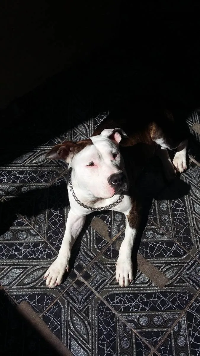 Cachorro ra a American staffordshire  idade 3 anos nome Locky