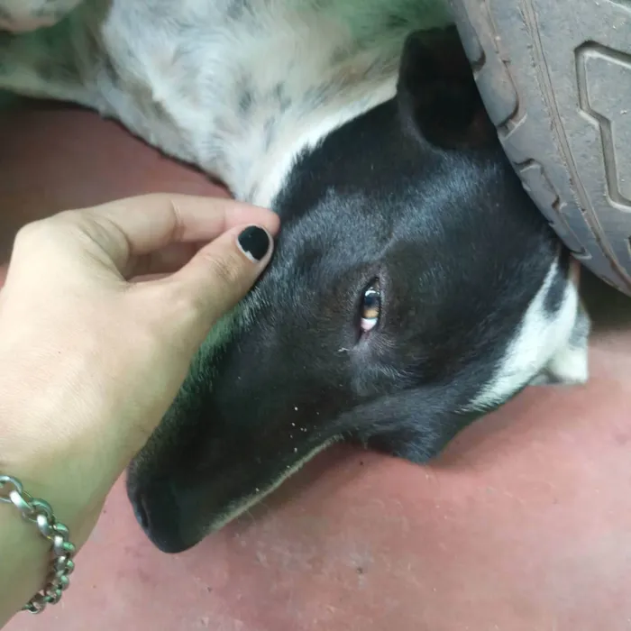 Cachorro ra a Não sei idade 2 anos nome Bolinha