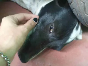 Cachorro raça Não sei idade 2 anos nome Bolinha