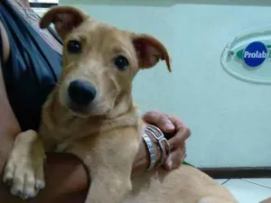 Cachorro raça Srd idade 7 a 11 meses nome Cacau 