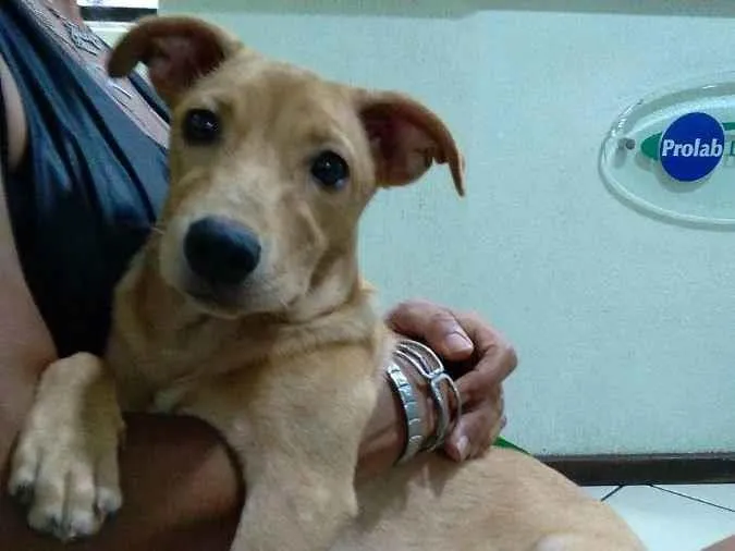 Cachorro ra a Srd idade 7 a 11 meses nome Cacau 