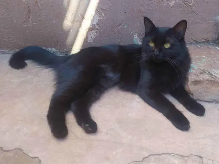 Gato ra a SRD idade 1 ano nome Dália