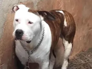 Cachorro raça American staffordshire  idade 3 anos nome Locky