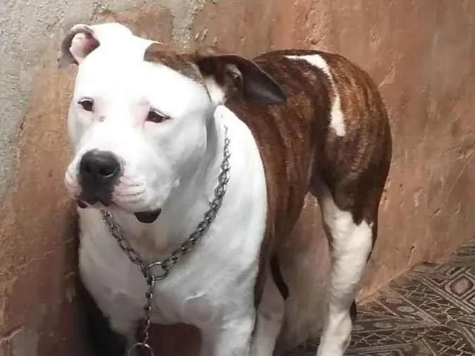 Cachorro ra a American staffordshire  idade 3 anos nome Locky
