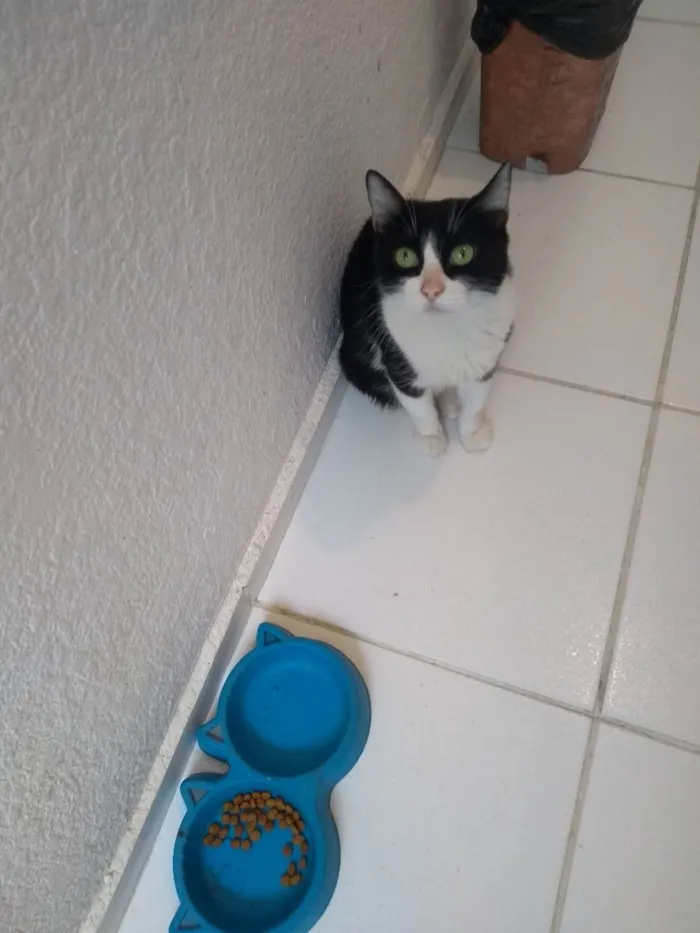 Gato ra a Normal idade 4 anos nome Lola