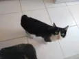 Lola