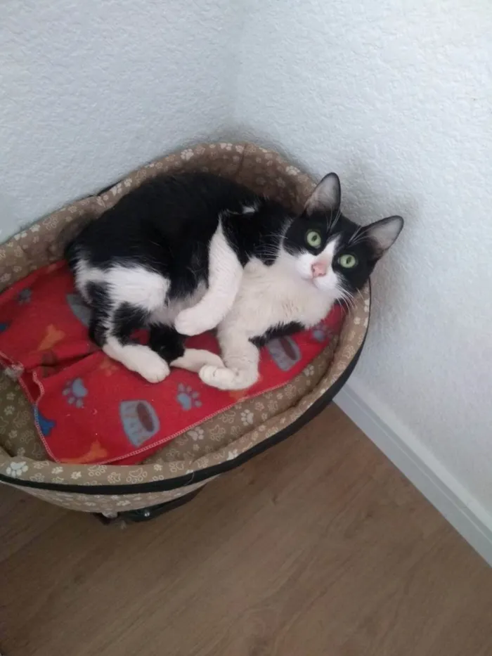 Gato ra a Normal idade 4 anos nome Lola
