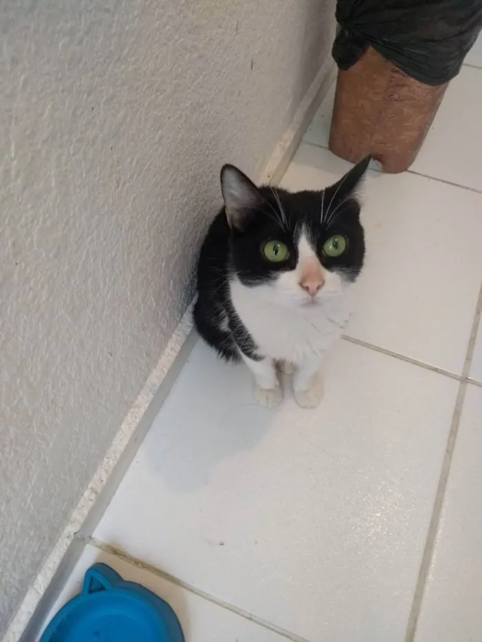 Gato ra a Normal idade 4 anos nome Lola